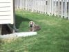 Bandit