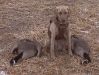 pup