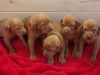 Vizsla Litters 