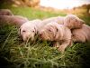 Weimaraner Litters Planned!