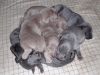 Weimaraner Litter On The Way!