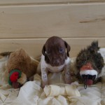 IMGP8355 IMGP8355