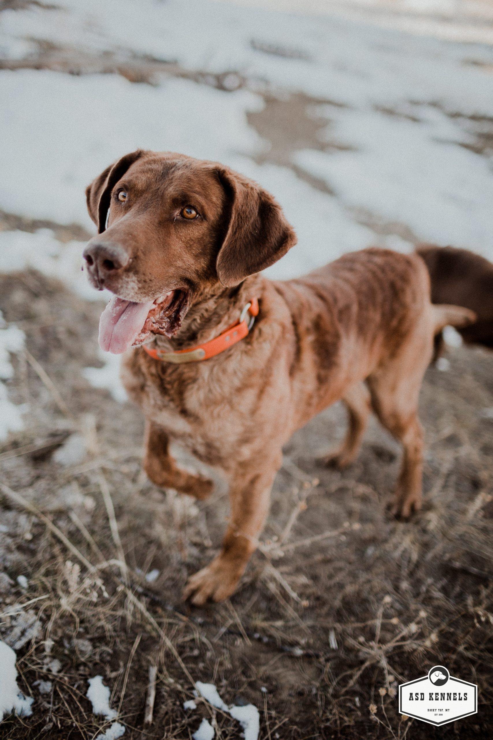 Chesapeake Bay Retriever ASD Kennels