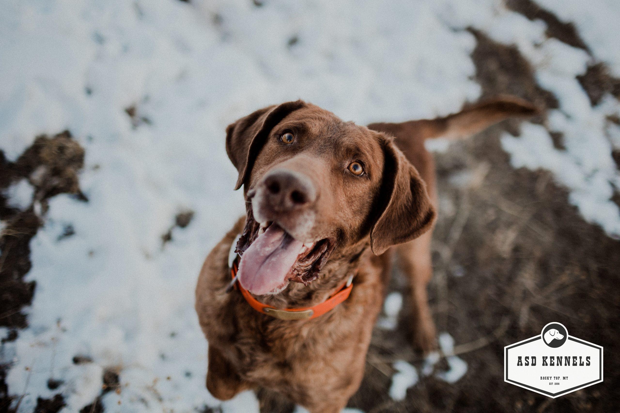 Chesapeake Bay Retriever ASD Kennels
