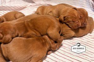 The Litter