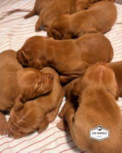 The Litter