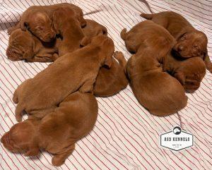 The Litter