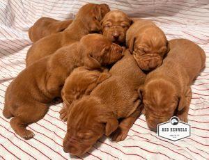 The Litter