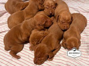 The Litter