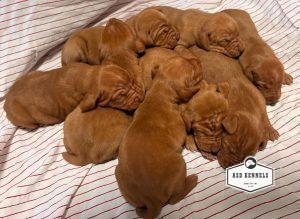 The Litter