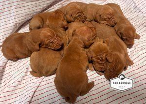 The Litter
