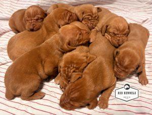The Litter