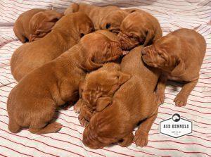 The Litter